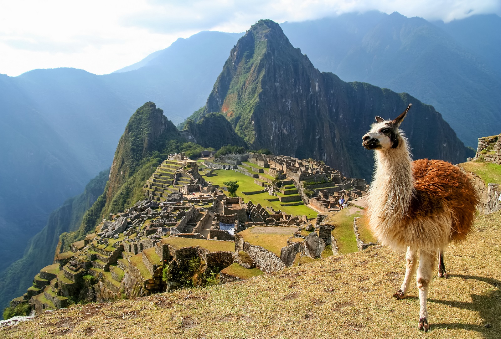 Llama,In,Front,Of,Ancient,Inca,Town,Of,Machu,Picchu